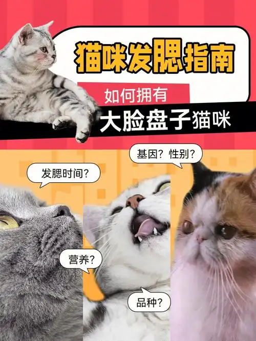 如何让猫咪拥有大脸盘子猫咪发腮指南