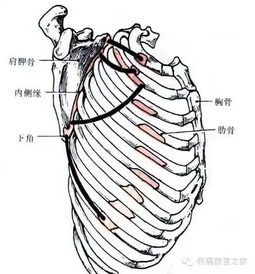 【每日一肌】前锯肌