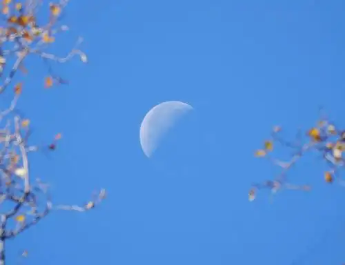 树梢半轮月,伸手欲可及