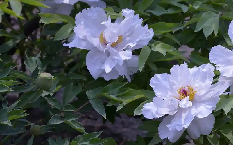 富贵牡丹花卉图片花卉鲜花牡丹