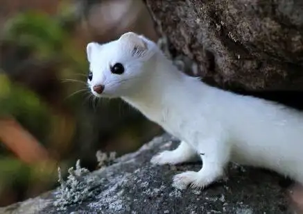 故事:女婿给老丈人建草屋,建完就倒了,只因得罪白色的黄鼠狼