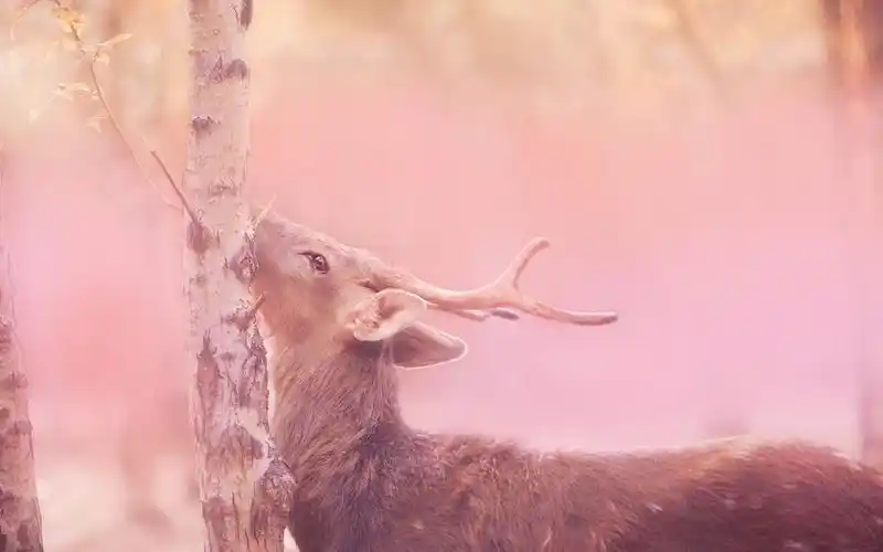 壁纸 鹿,树,粉红色的风格