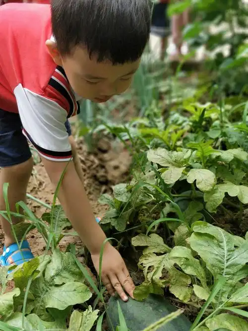 "走进种植园,宝宝乐翻天" ——黄屯中心幼儿园 小二班 采摘体验活动