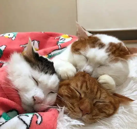 日本网友晒自己家的猫咪合照因为画风太可爱走红了朋友圈