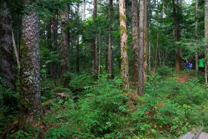 长白山的原始森林
