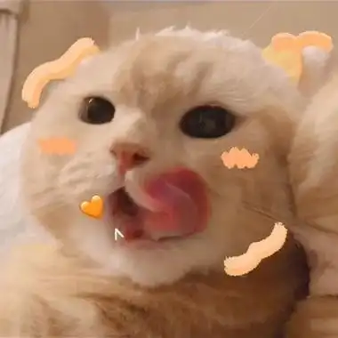 宠物闺蜜头像一左一右高清可爱的猫咪萌宠闺蜜头像一左一右图片