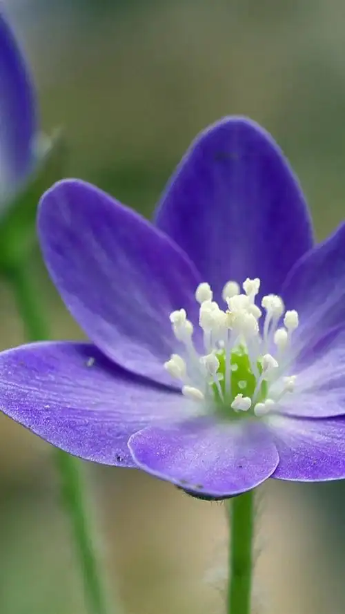 唯美雪割草,高清图片,手机锁屏桌面-壁纸族