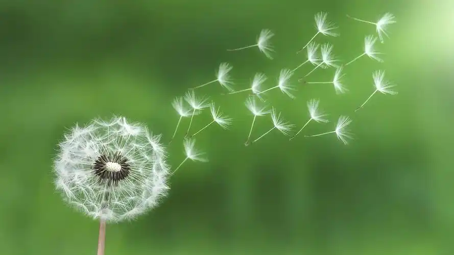 蒲公英壁纸