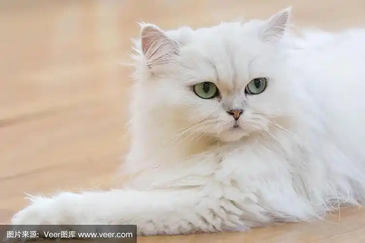 白色的波斯的猫