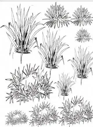 园林手绘植物线稿图片