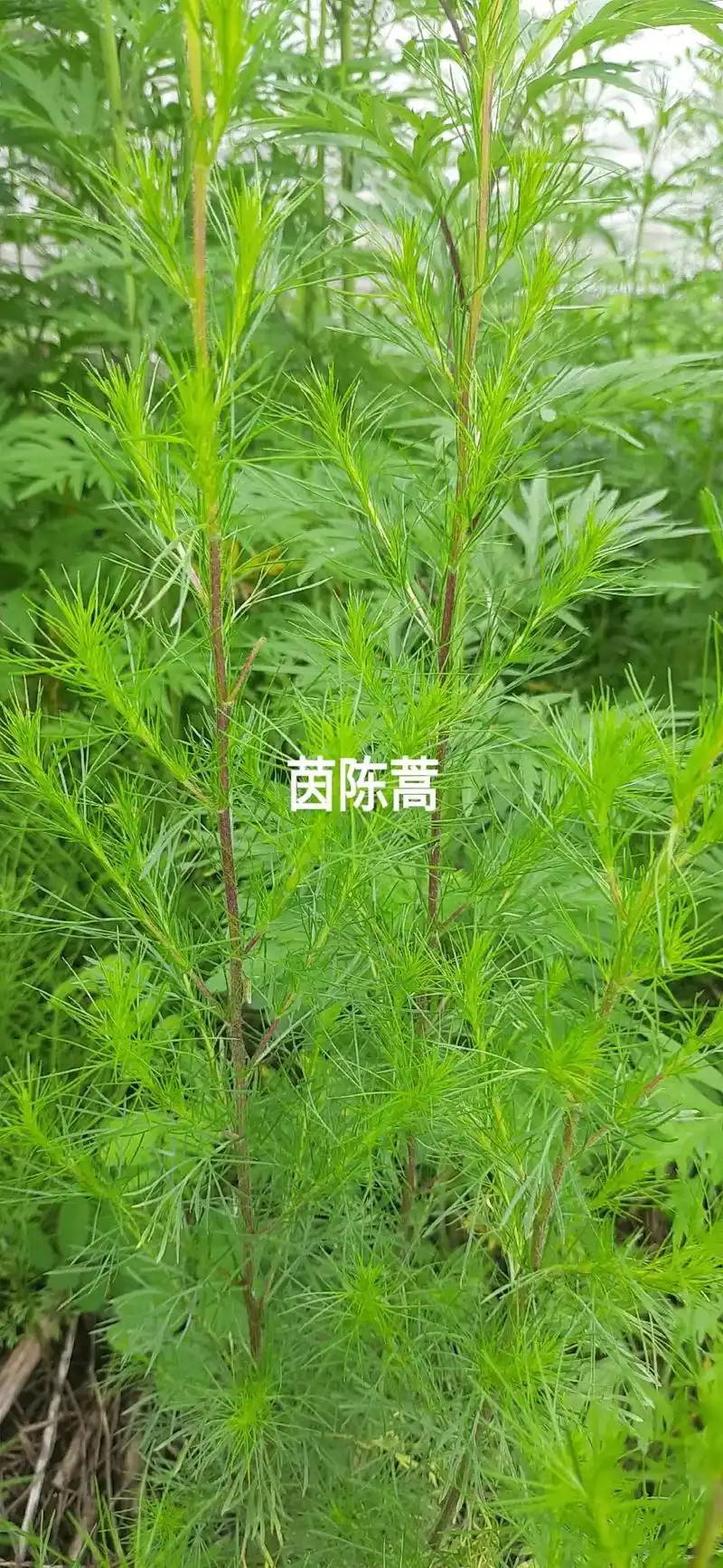长白山植物-茵陈蒿,又名白蒿,香蒿,猪毛蒿.三月茵陈,四月蒿 - 抖音