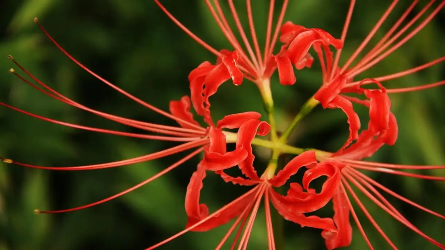 彼岸花图片高清宽屏电脑桌面主题壁纸