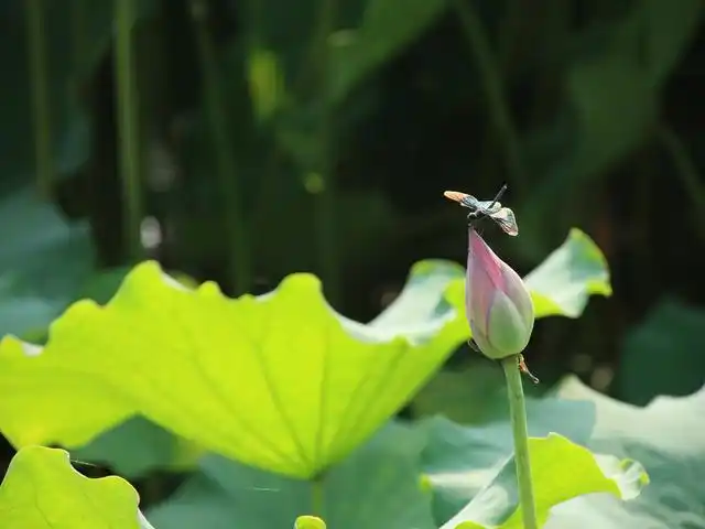 蜻蜓立在荷花上,受用香风不肯飞.