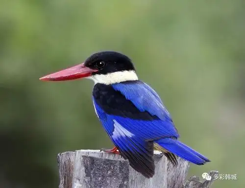 韩城森林公安救助一只漂亮的蓝翡翠鸟