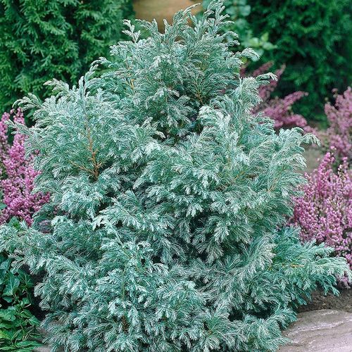 蓝湖柏盆栽多年生常绿针叶小灌木蓝色波尔瓦植物四季常青花境绿植