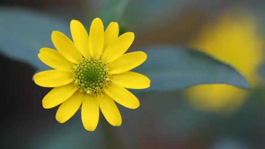 淡雅雏菊唯美高清桌面壁纸-植物壁纸-壁纸下载-美桌网