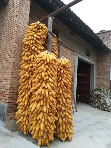 中秋节北方农民的丰收节