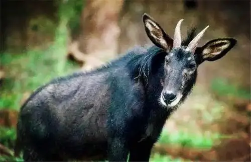 西藏林芝出现四不像,被雪豹追到悬崖,腾出前蹄拼命敲击岩石|藏羚羊