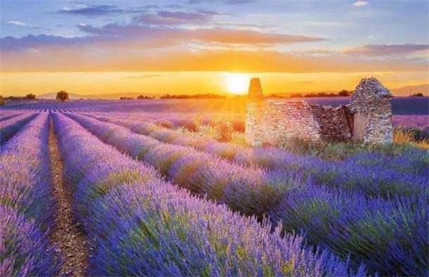 世界花海排名:世界十大最美的花海