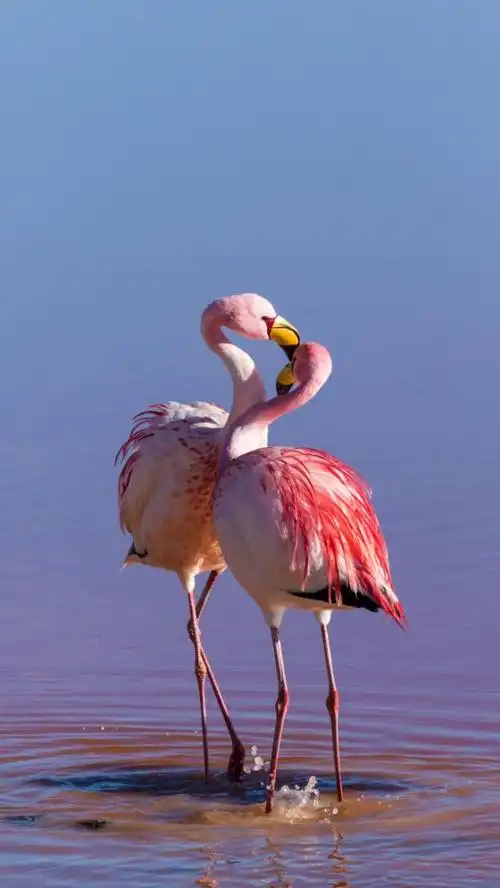 手机壁纸:动物世界