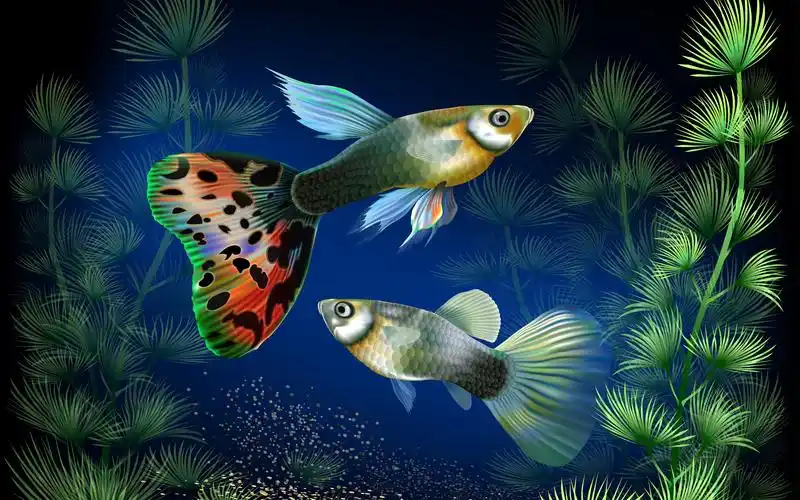 观赏鱼在水下,水草,创意设计 壁纸