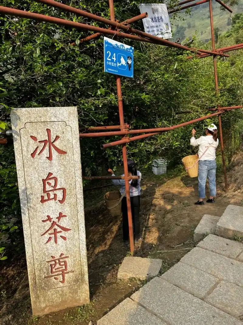 琅邦 #冰岛老寨 #冰岛茶尊 #普洱茶  2022年冰岛老 - 抖音