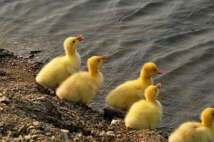 大美鹅教你小鹅瘟疫苗怎么打?什么时候打好?