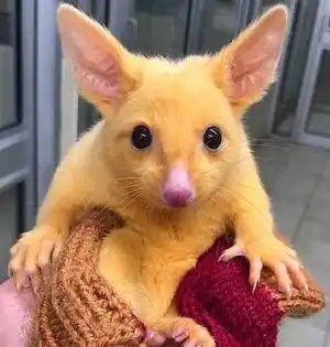 一兽医诊所来了一只"皮卡丘",通体金色,大眼睛走红网络