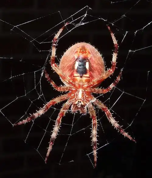 蜘蛛微距摄影作品3