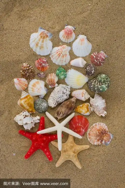 贝壳种类