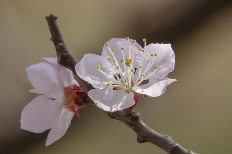【首发】春赏杏花正当时