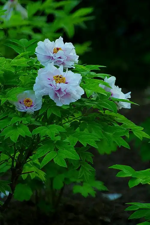 赏花节★花王牡丹 - 美篇