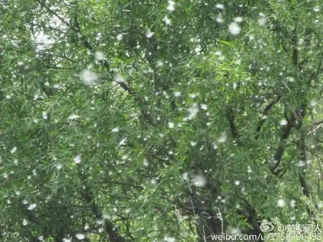 解答一下柳絮纷飞拓展句子(2023已更新)