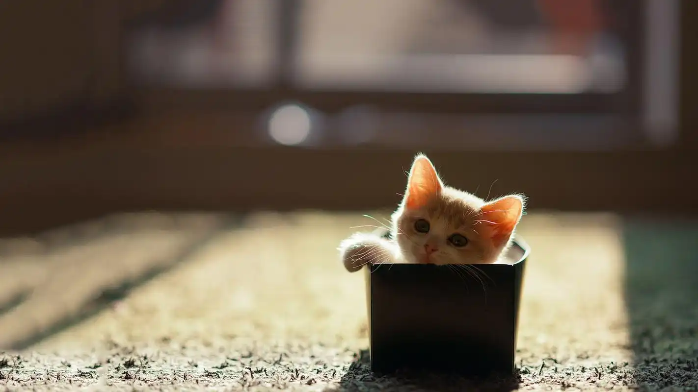 治愈系喵星人可爱呆萌高清桌面壁纸