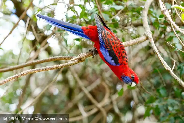 澳大利亚的深红色玫瑰鹦鹉