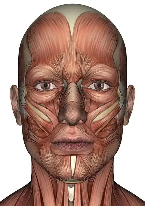 人体面部肌肉图片