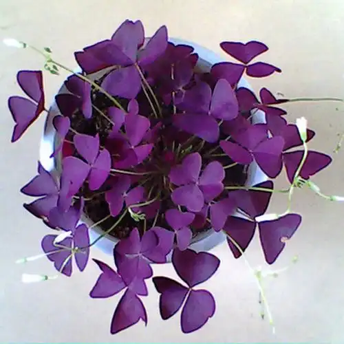 幸运草盆栽大额优惠券