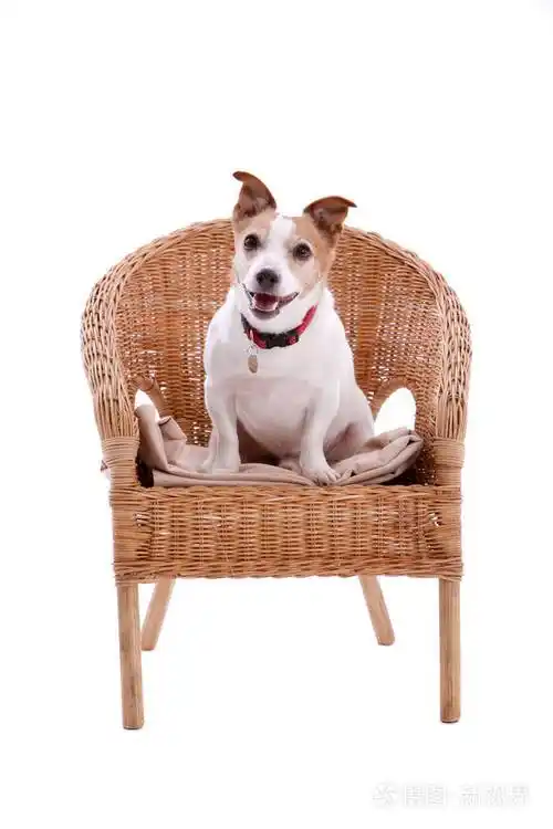 快乐的杰克鲁塞尔狗坐在白色背景的椅子上