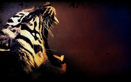 老虎咆哮壁纸2560x1600分辨率查看