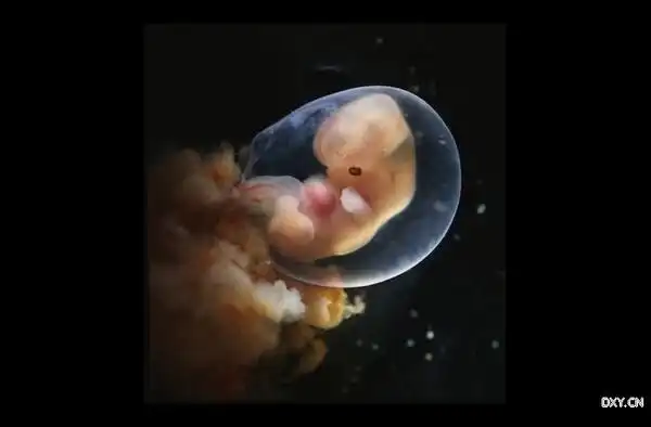 7周时,隐约可见人形