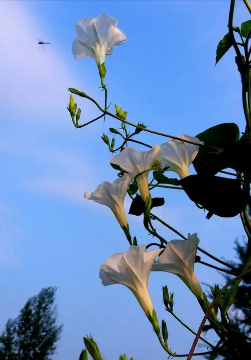 大自然恩赐百花来点缀世界!