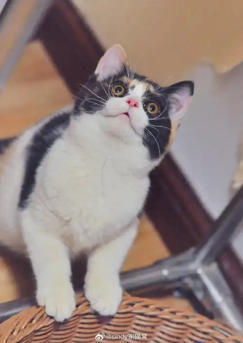 武汉猫舍##猫咪找新家##英国短毛猫##三花英短