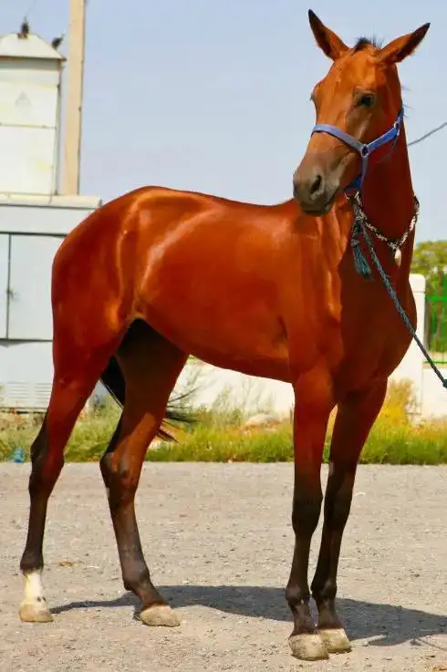 我们应该繁育出更多的汗血马,让中国成为汗.