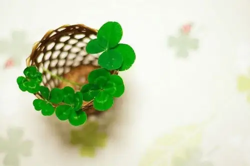 幸运四叶草绿色素材_阳光下盛开的四叶草