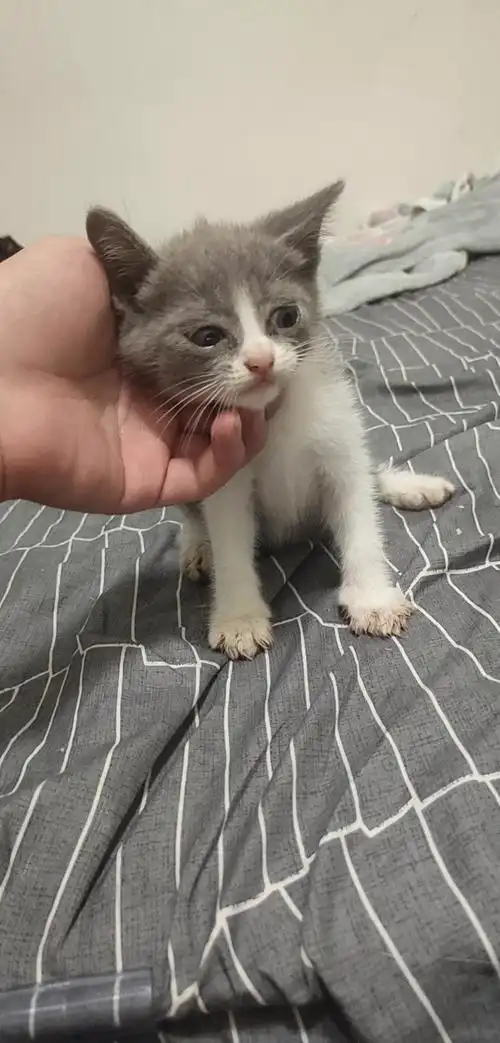 (深圳固戍)蓝白 美短猫咪无偿找领养