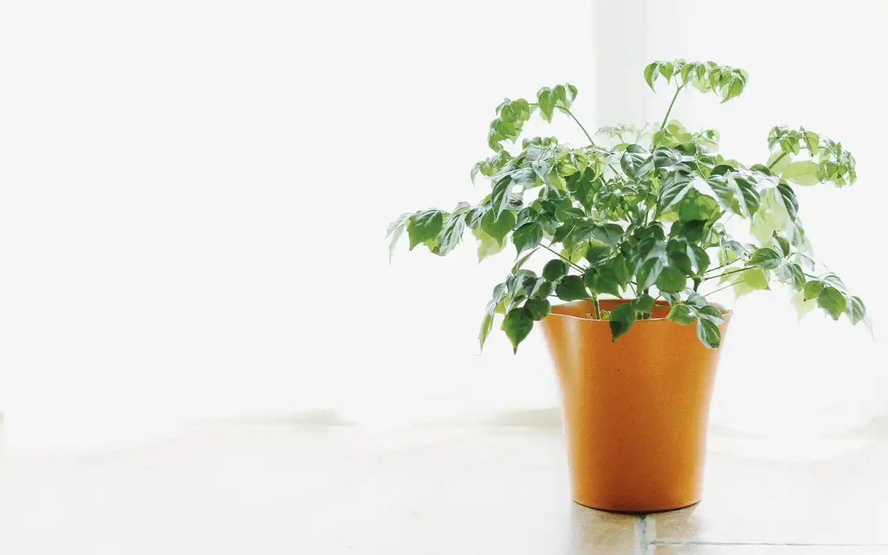 唯美小清新静物日系文艺高清桌面壁纸