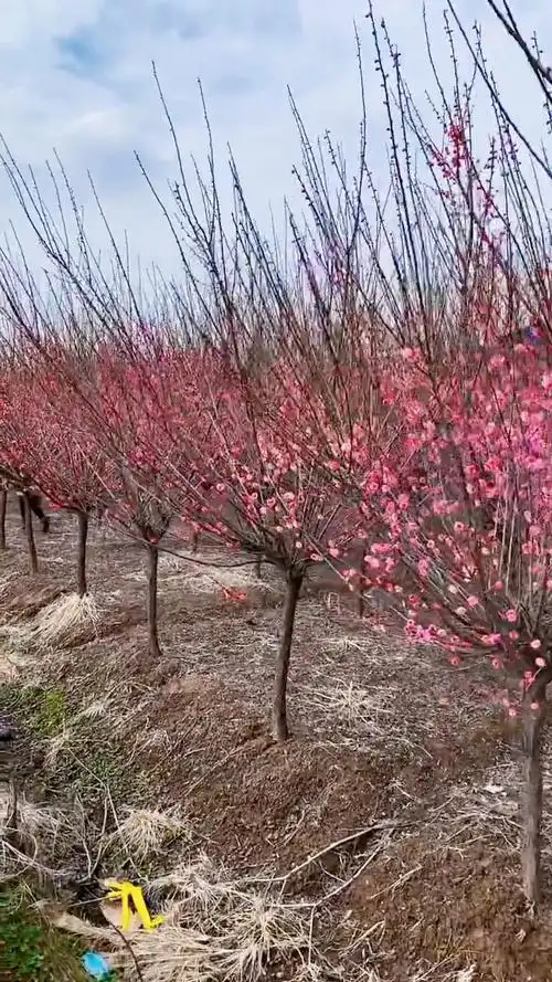 原生骨里红红梅耐寒耐旱南北方都可以栽植-度小视
