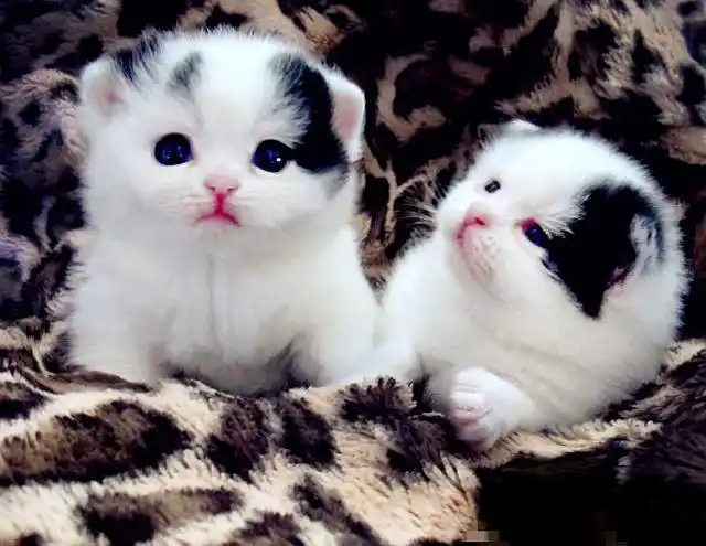 世界上最萌的小喵喵,萌死人啦,忍不住收藏