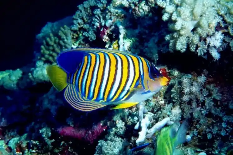 各种各样的海洋生物