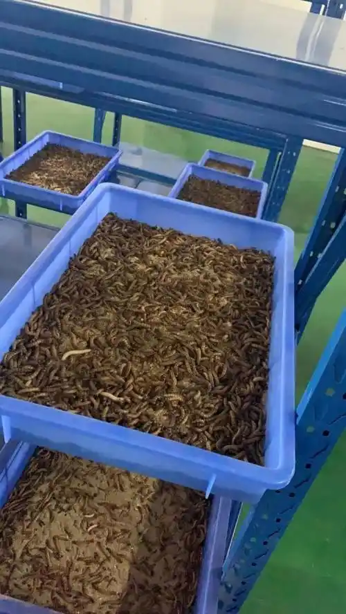 湖北楚盛鑫农生态农业科技有限公司养殖蛋白虫如何选虫苗_大麦_温度